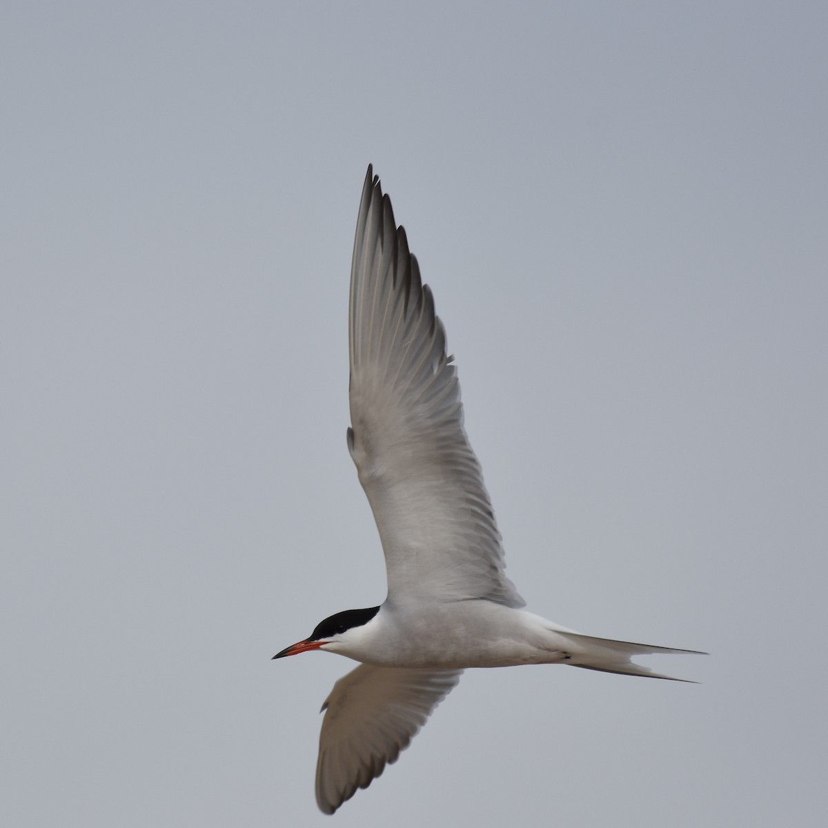 Common Tern - Michael Britt