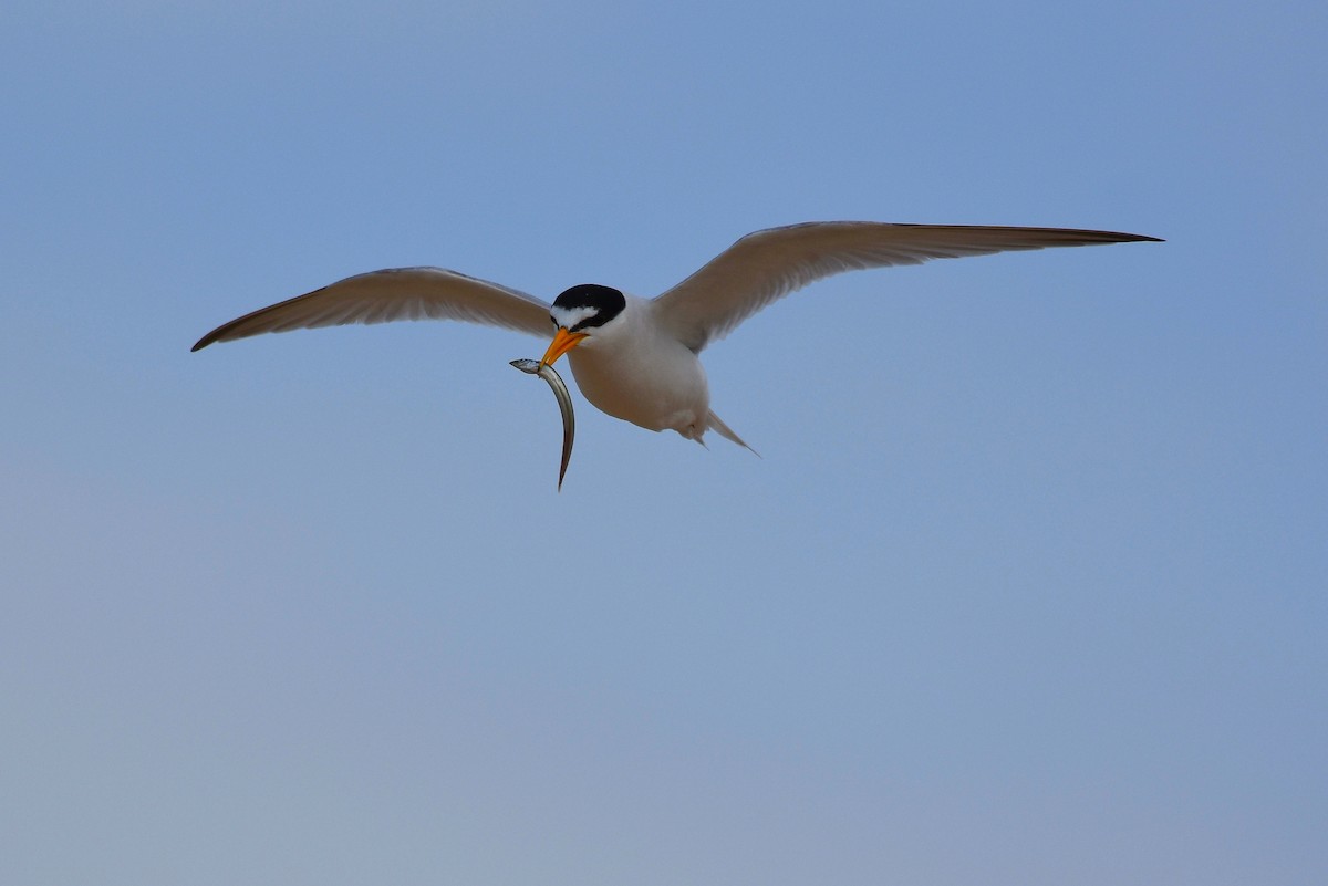 Least Tern - Michael Britt