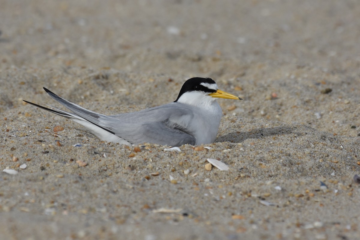 Least Tern - Michael Britt