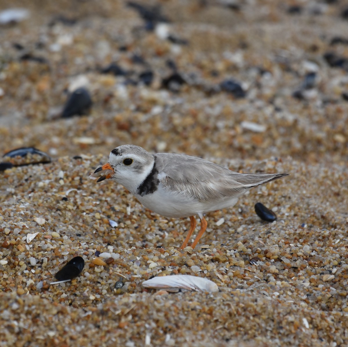 Piping Plover - Michael Britt