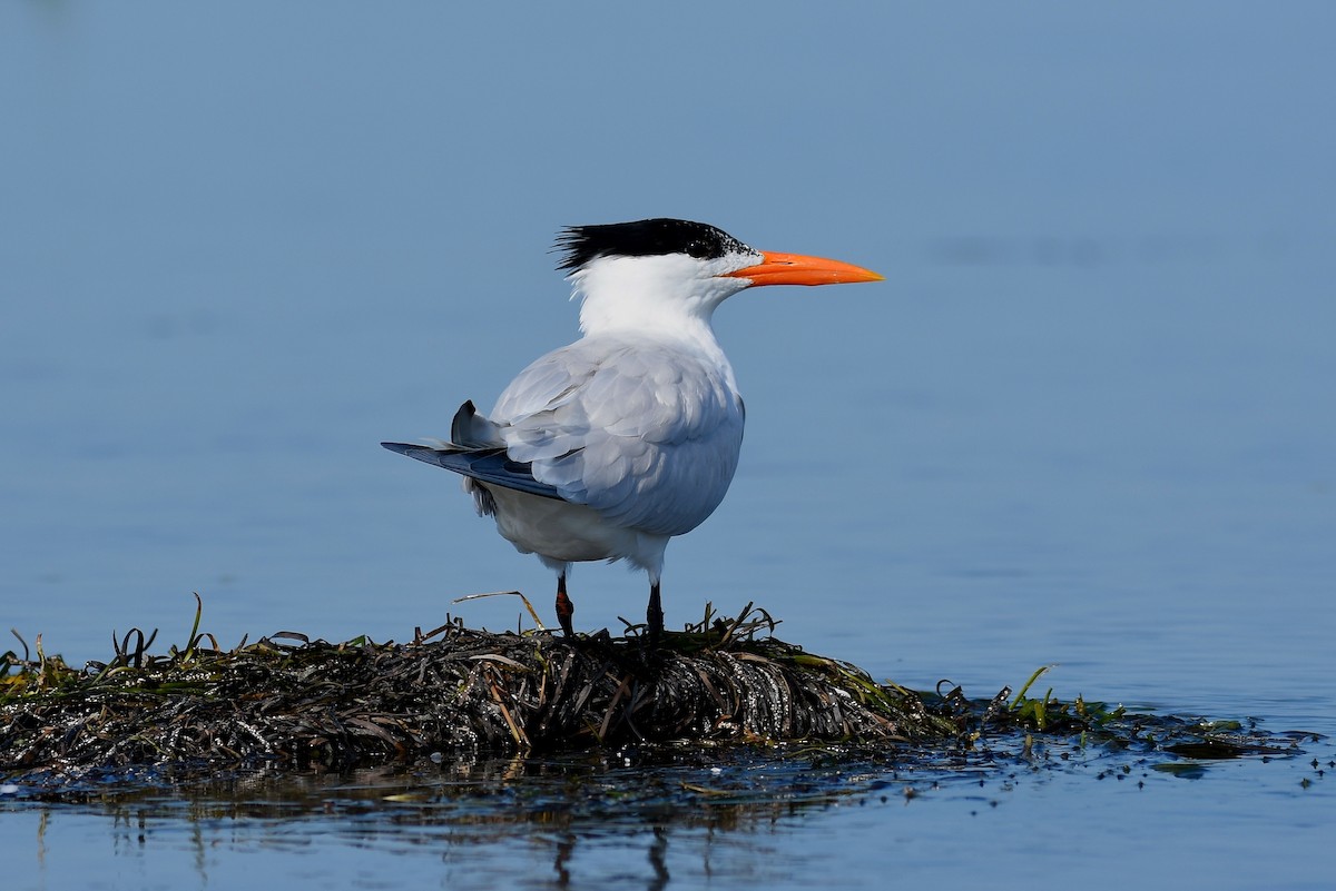 Royal Tern - ML131018301