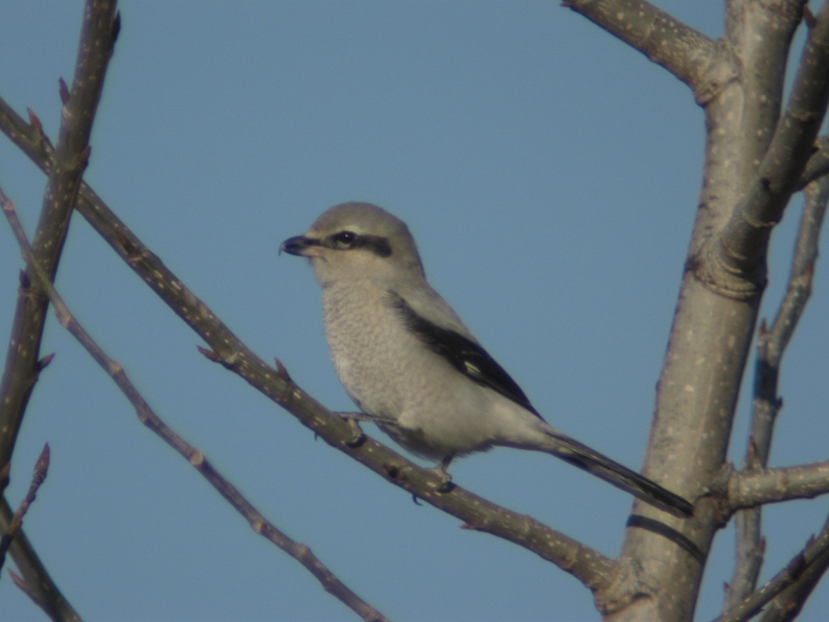 Northern Shrike - Michael Britt