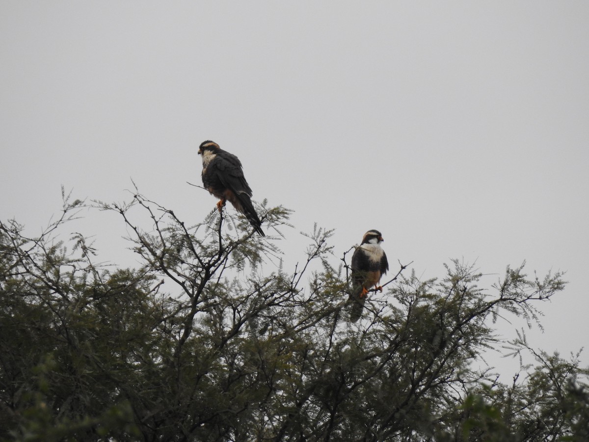 Aplomado Falcon - ML131018471