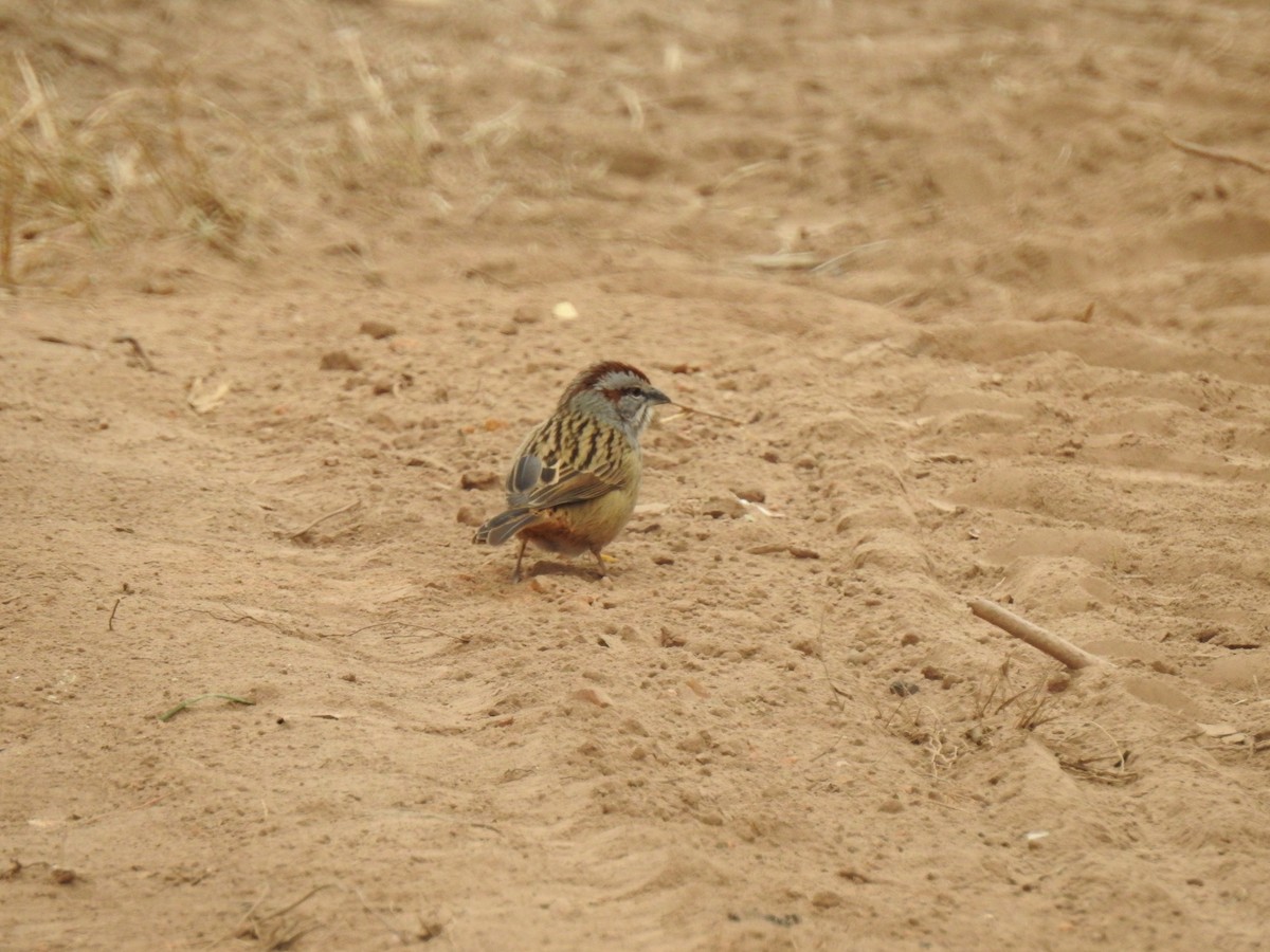 Bruant à calotte rayée - ML131018521