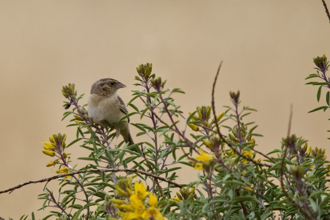 Grasshopper Sparrow - Torin Waters 🦉