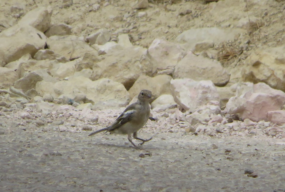 African Chaffinch (Tunisian) - ML131020021