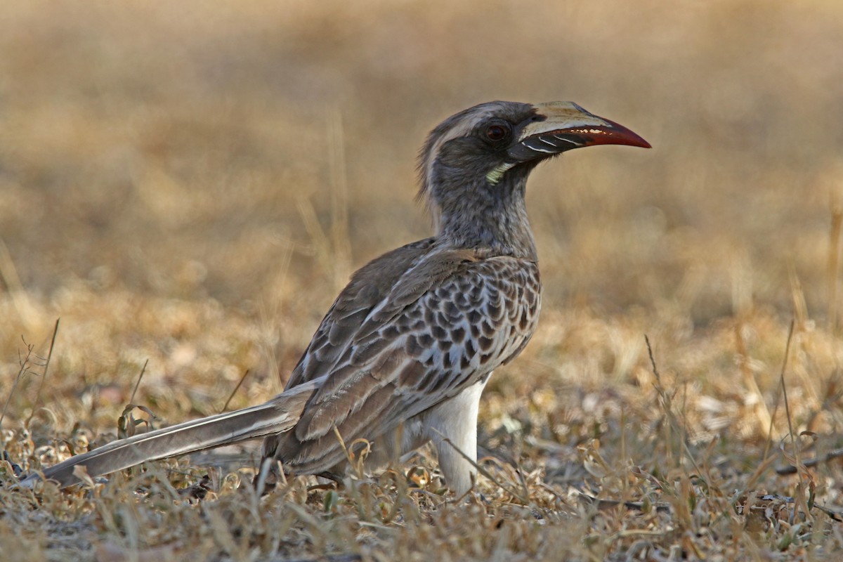 African Gray Hornbill - ML131020471