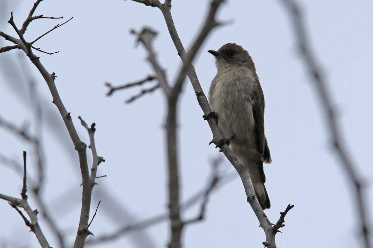 Wahlberg's Honeyguide - ML131020891