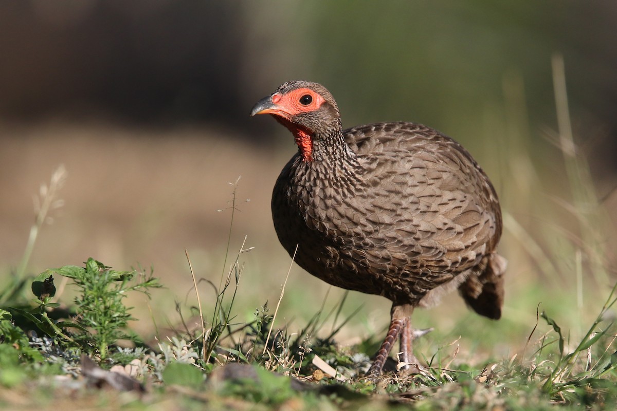 Swainson's Spurfowl - ML131021041