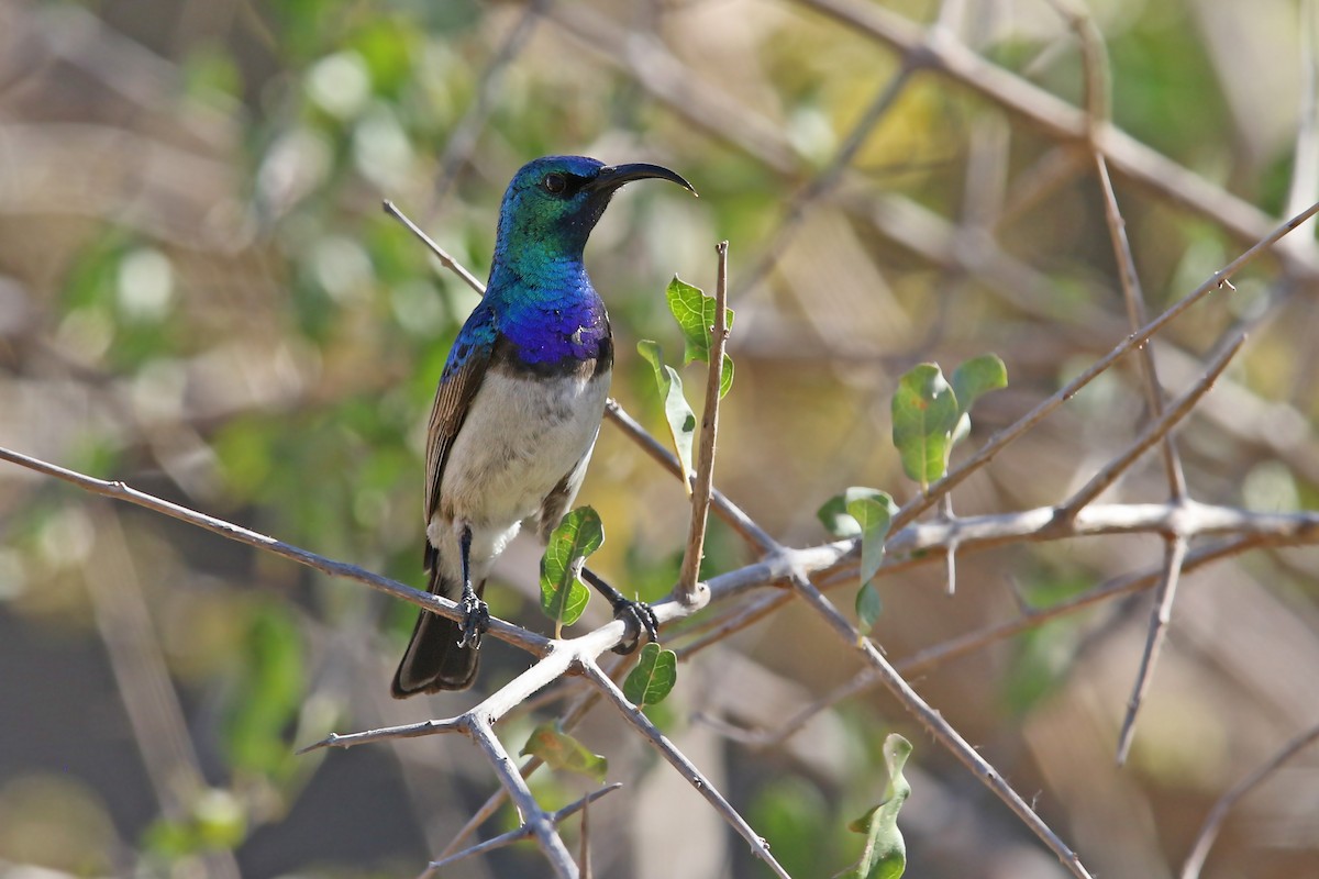 White-breasted Sunbird - ML131022361