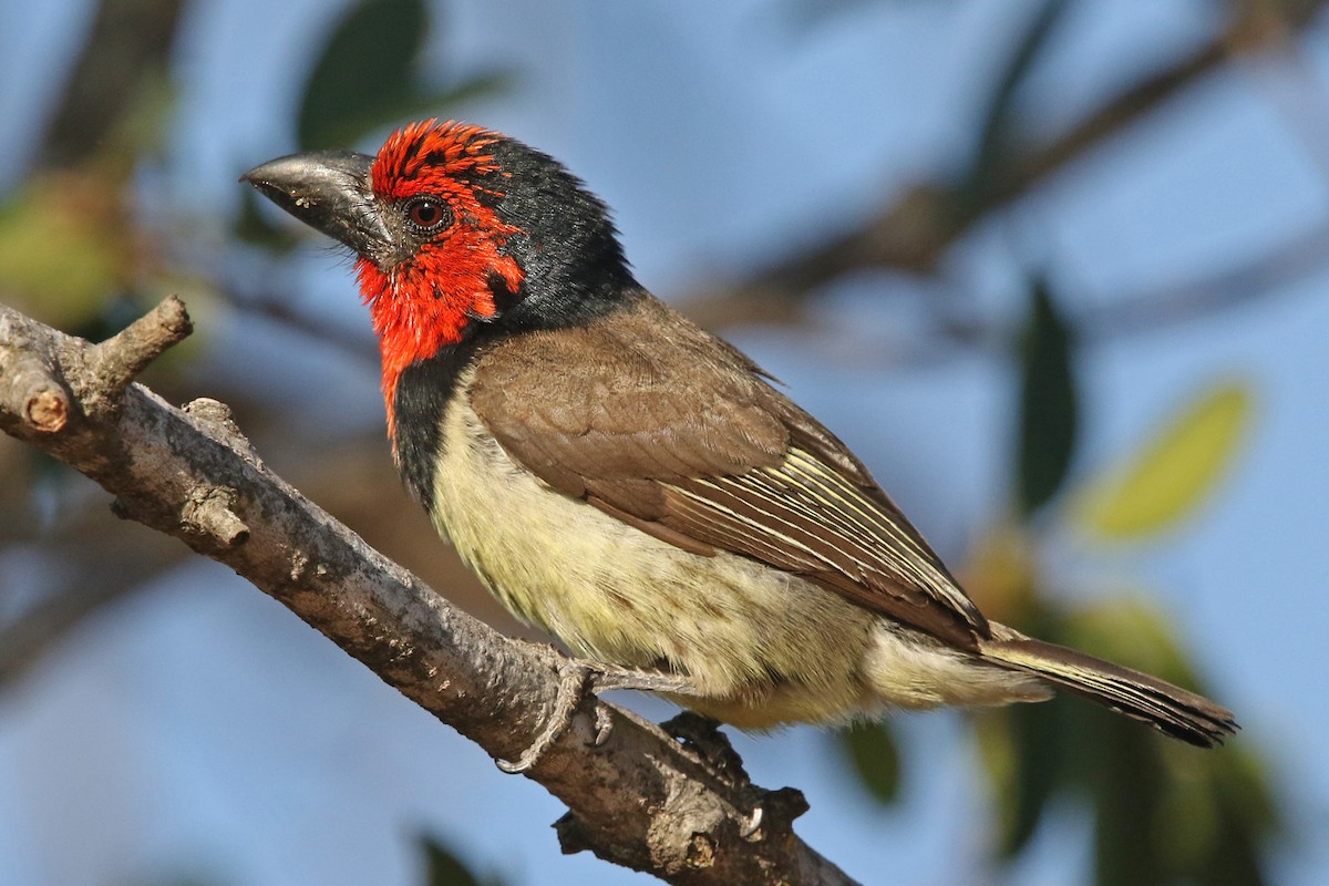 Black-collared Barbet - Volker Hesse