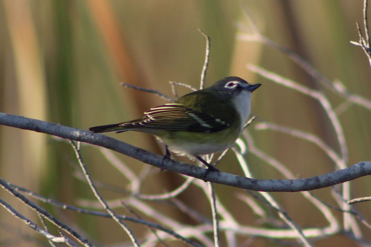 Vireo Solitario - ML131023661