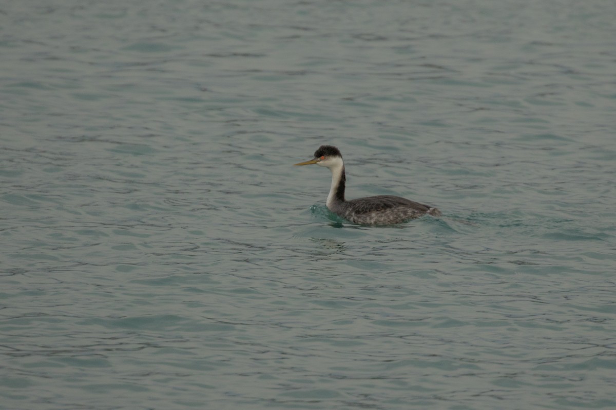 Western Grebe - ML131024301