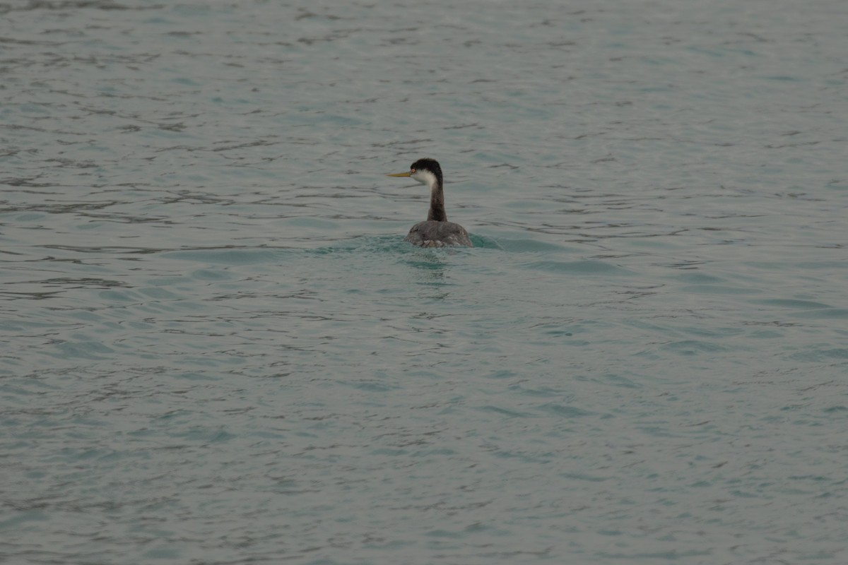 Western Grebe - ML131024311