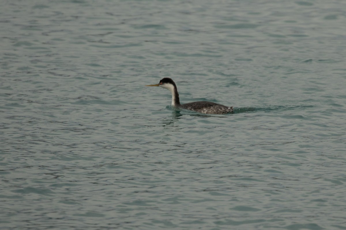 Western Grebe - ML131024321