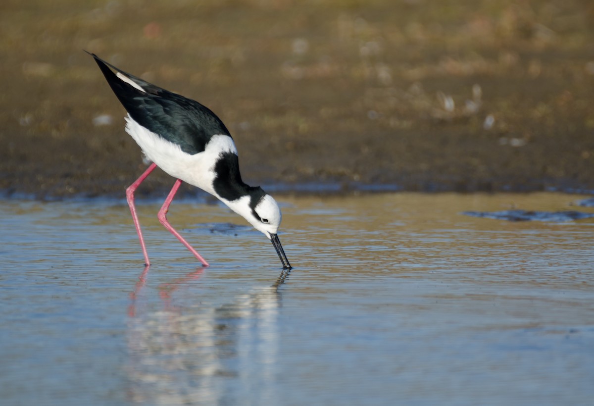 Black-necked Stilt - Pablo Gutiérrez Maier