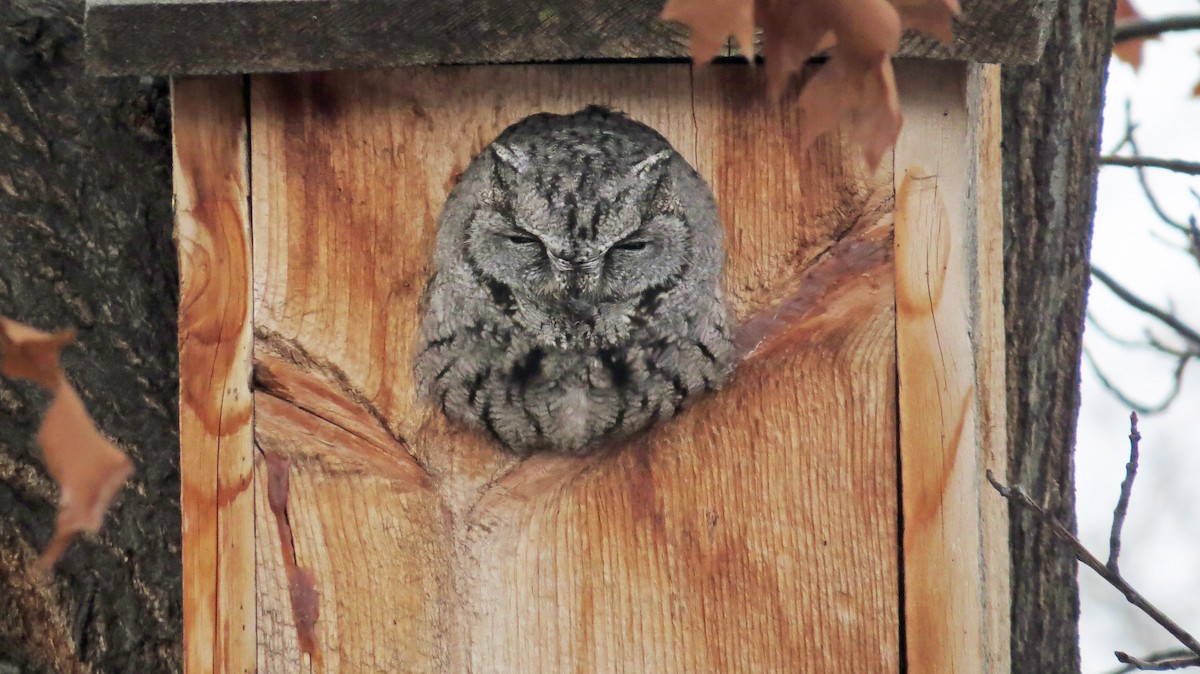 Western Screech-Owl - Nic Korte