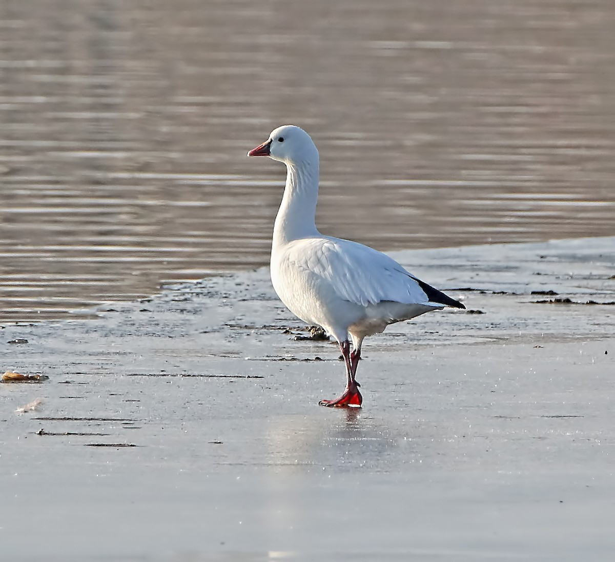 Ross's Goose - ML131026841