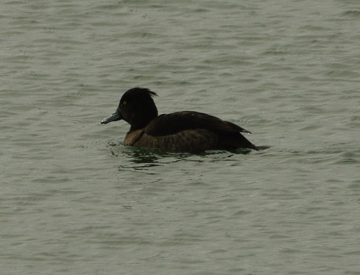 Tufted Duck - ML131027841