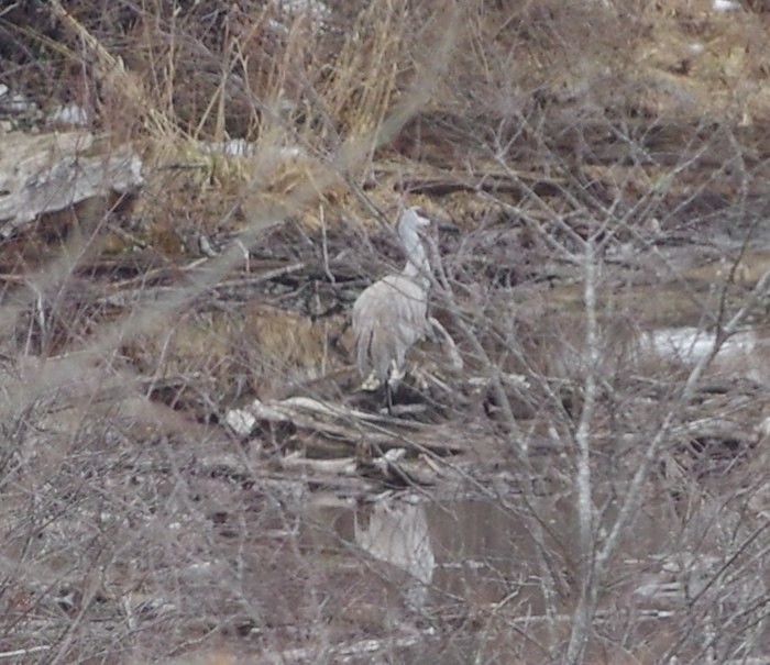 Grulla Canadiense - ML131029401