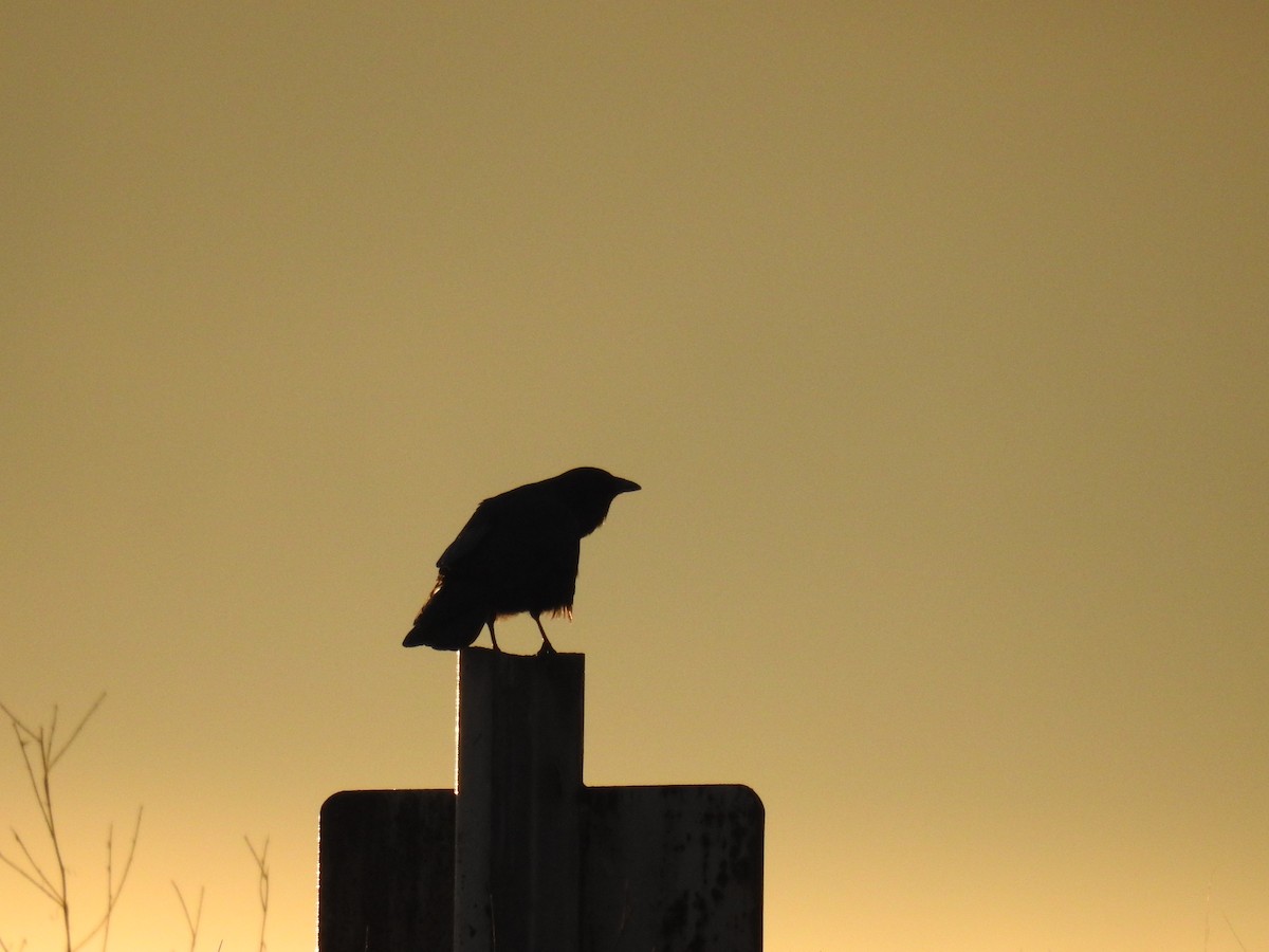 American Crow - Norman Edelen