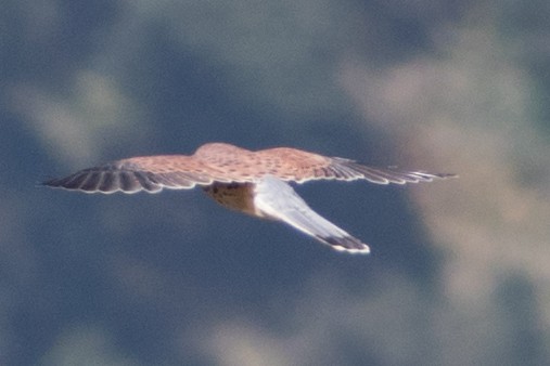 Eurasian Kestrel - ML131031491