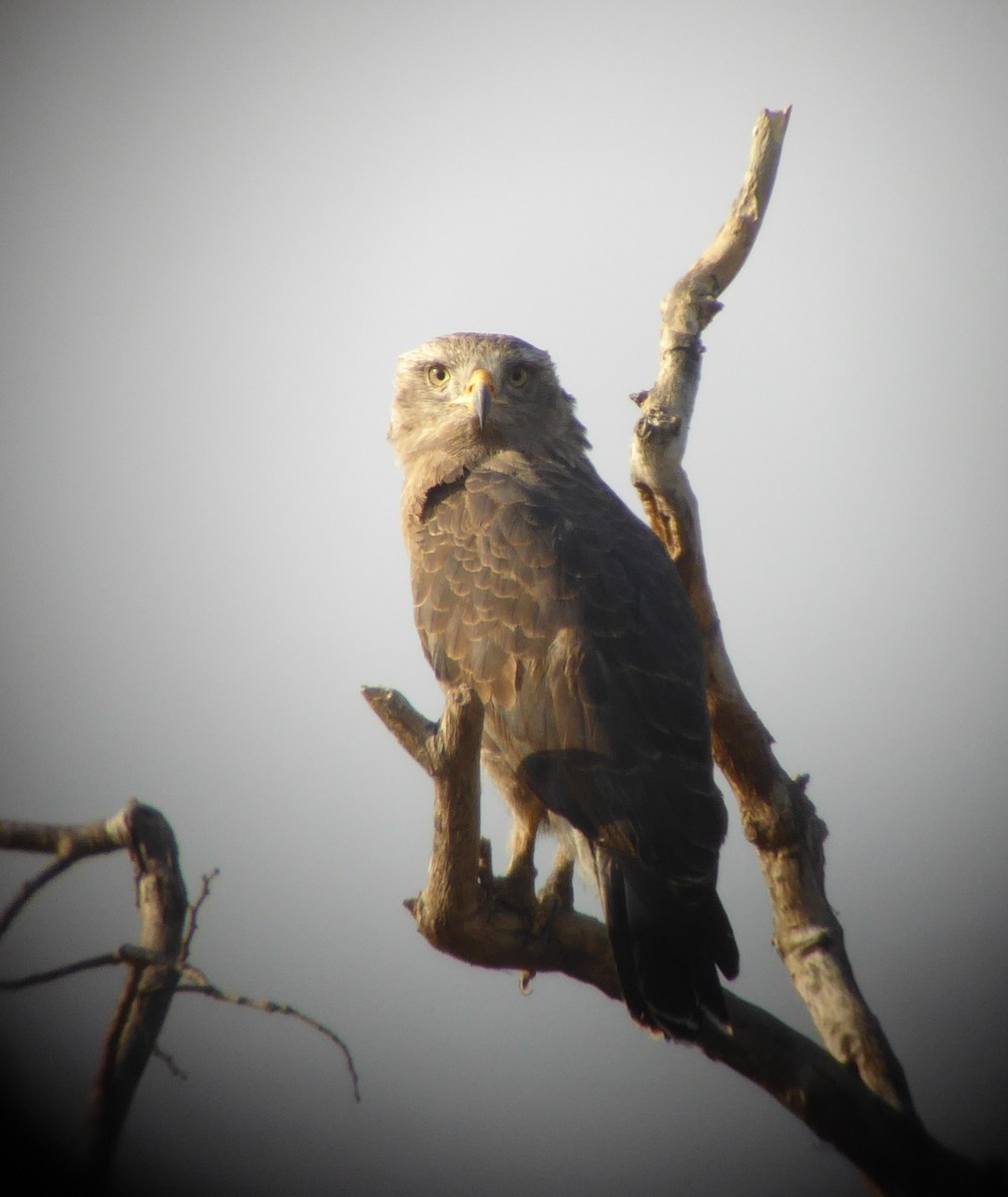 Banded Snake-Eagle - ML131031531