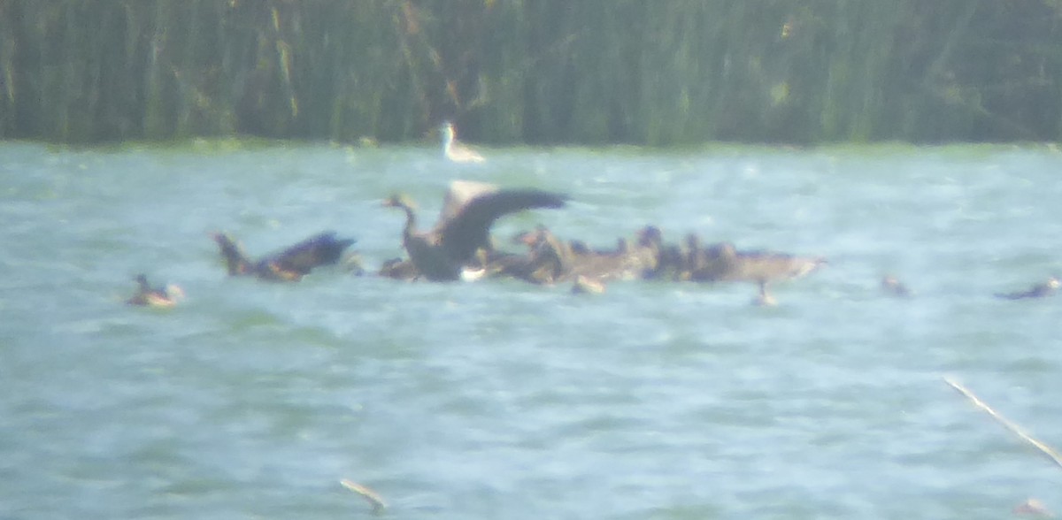 Greater White-fronted Goose - ML131032371