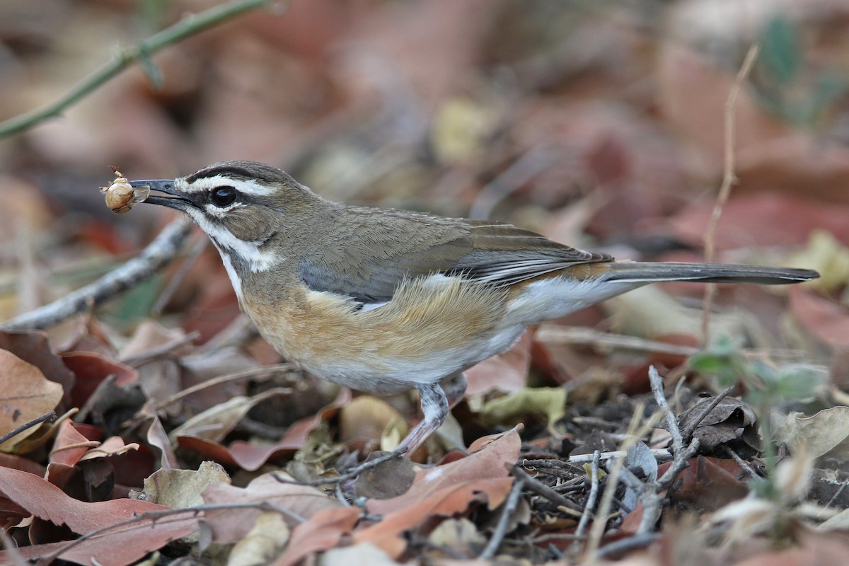 Bearded Scrub-Robin - Volker Hesse