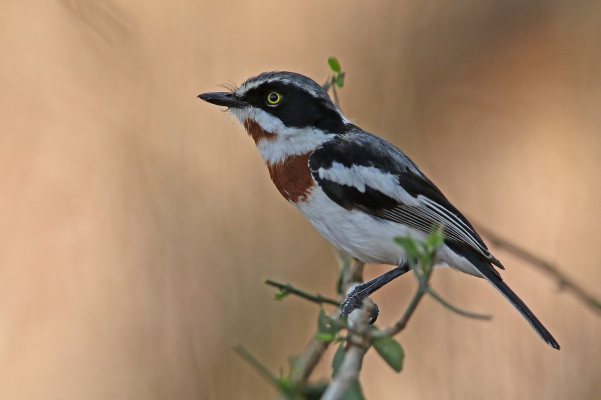 Chinspot Batis - ML131032821