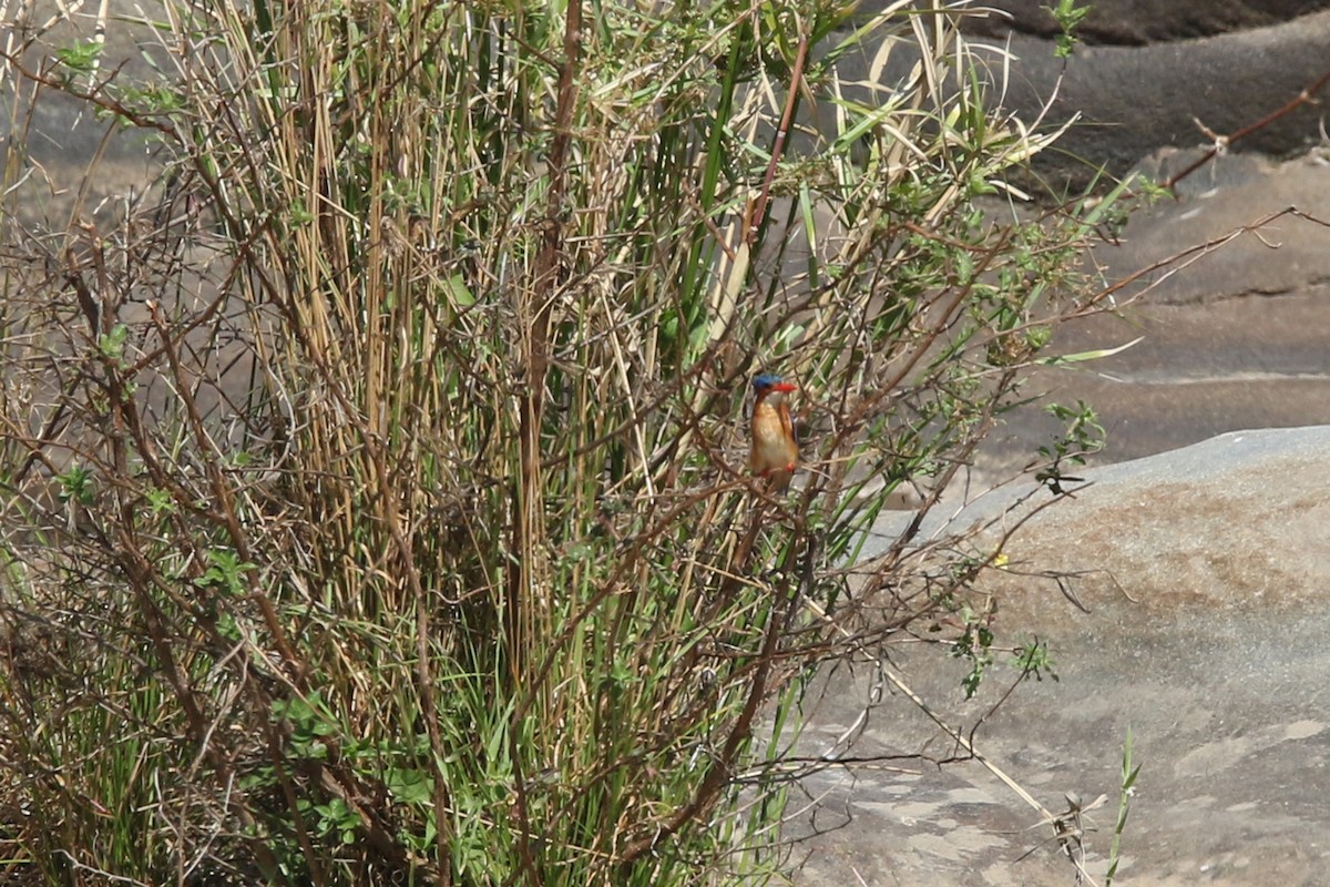 Malachite Kingfisher - ML131033021