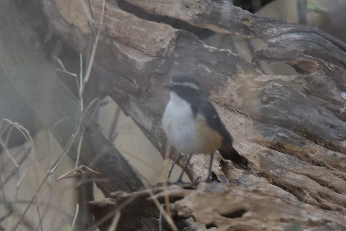 White-throated Robin-Chat - ML131033281