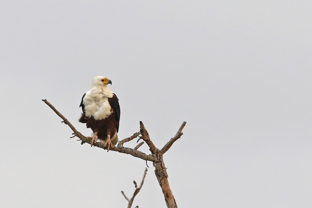 African Fish-Eagle - ML131033901