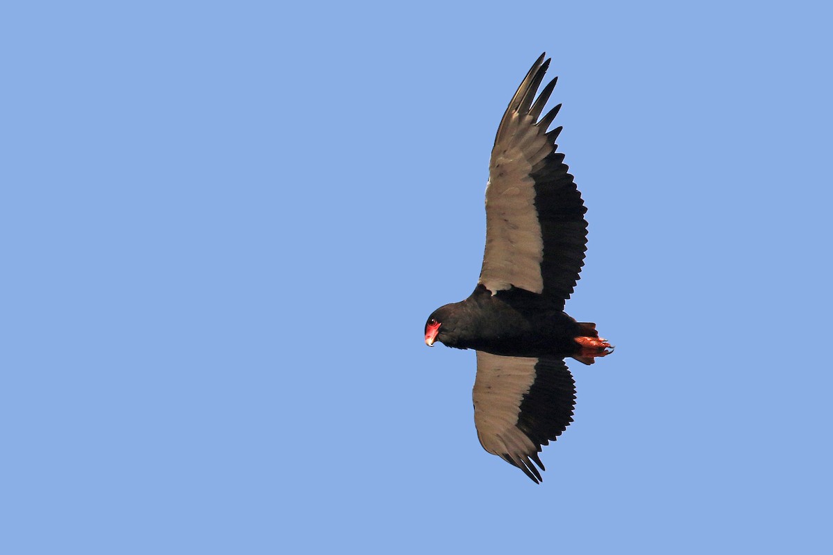 Bateleur des savanes - ML131034021