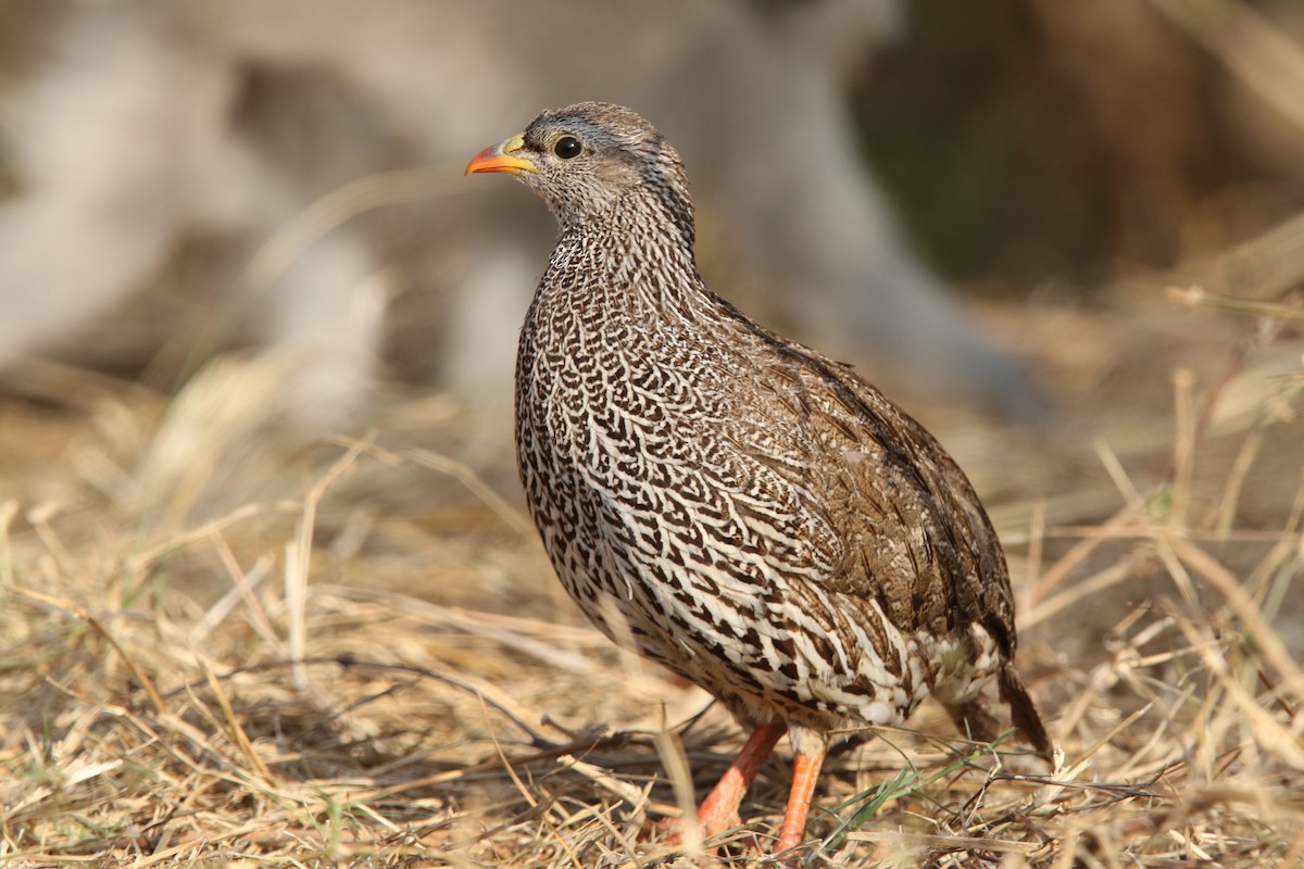 Natal Spurfowl - ML131034121