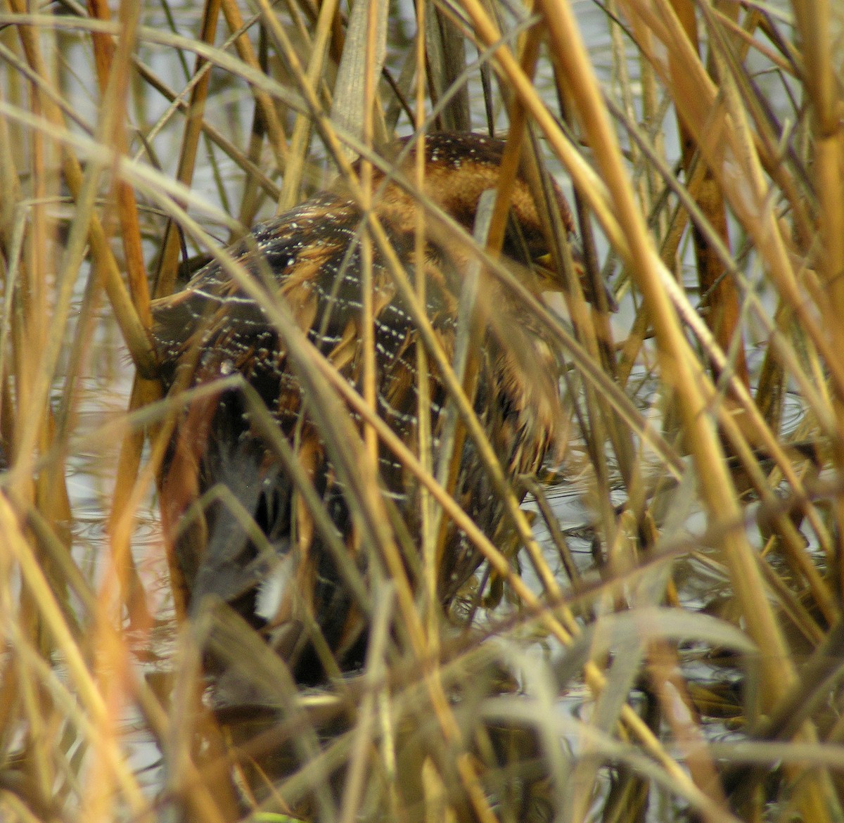 Yellow Rail - ML131034621