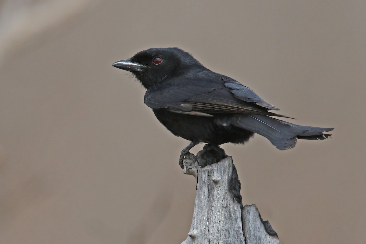 Fork-tailed Drongo - Volker Hesse