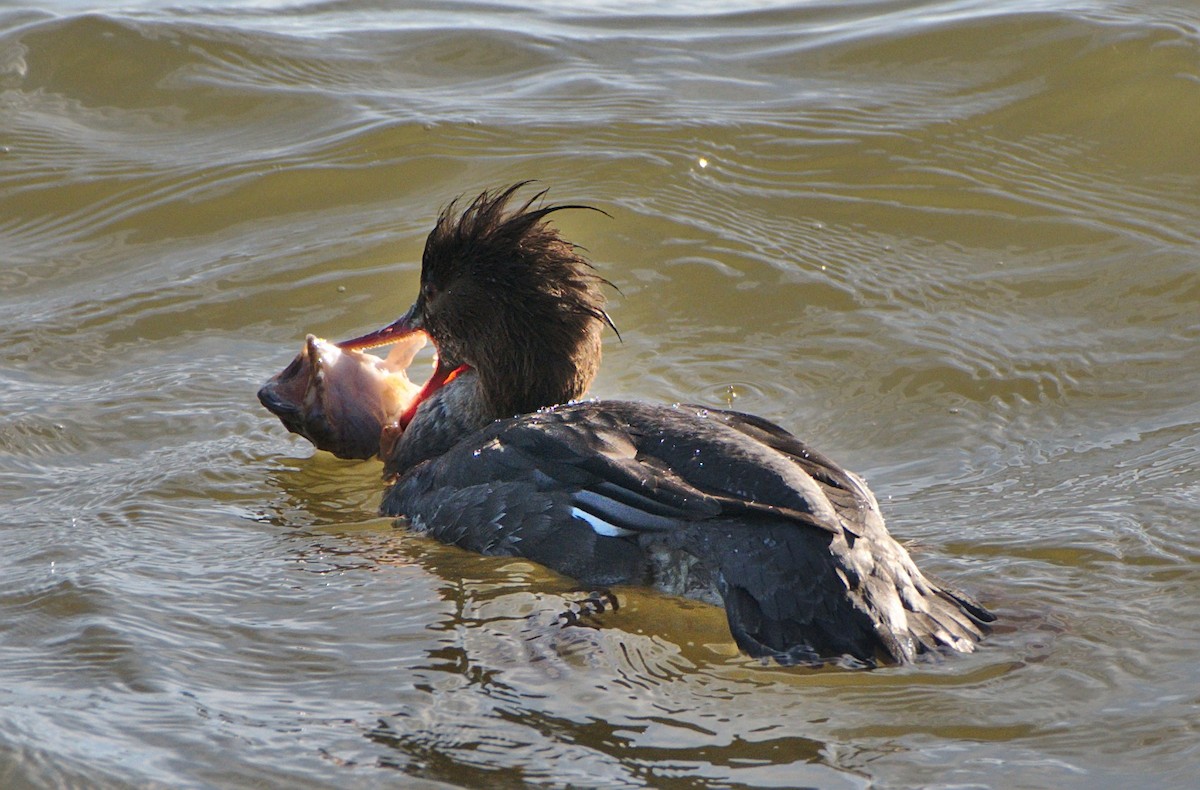 Red-breasted Merganser - Carl Miller