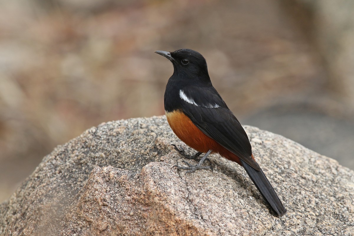 Mocking Cliff-Chat - Volker Hesse