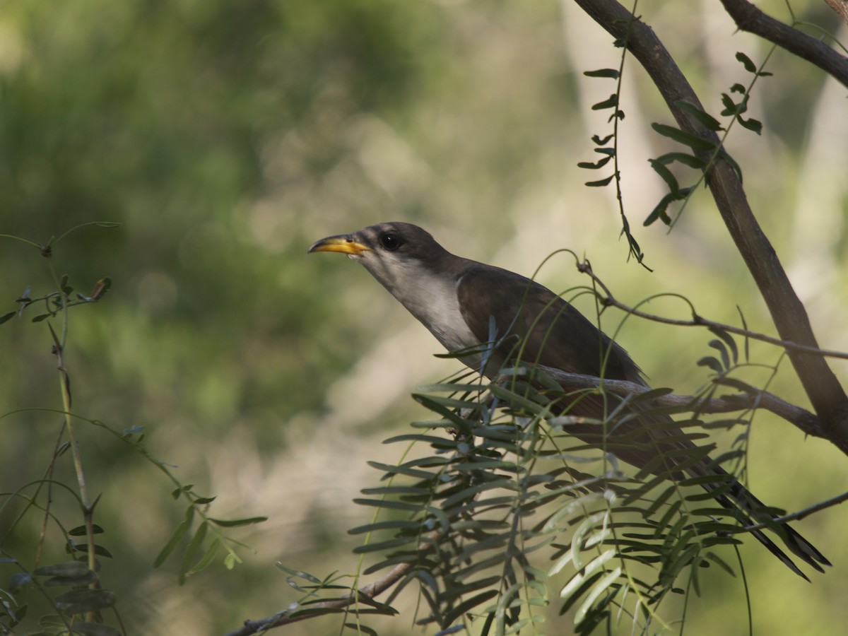 Yellow-billed Cuckoo - ML131035281