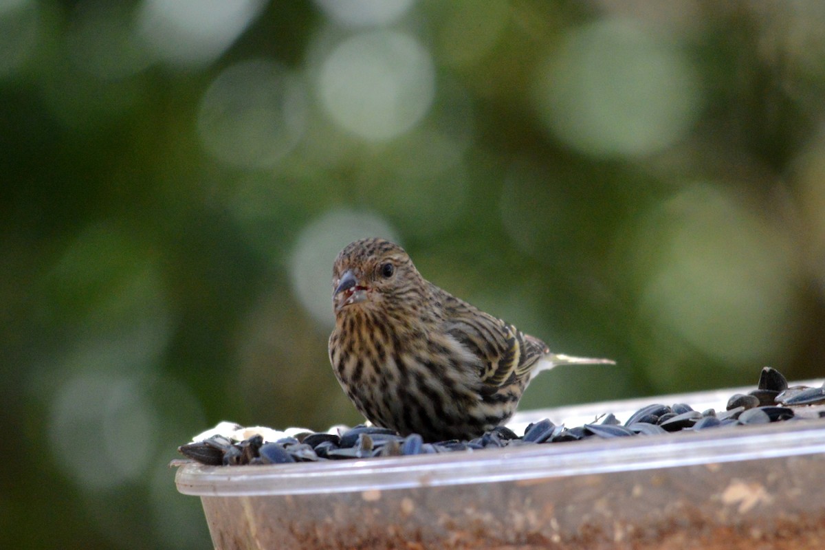 Pine Siskin - ML131038081