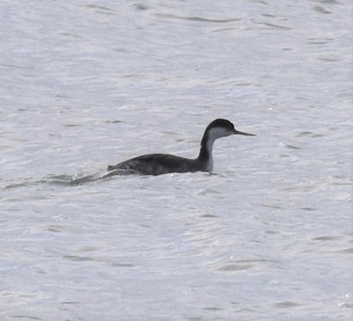 Western Grebe - ML131039501