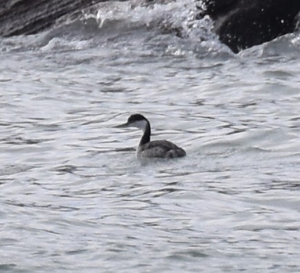 Western Grebe - ML131039521