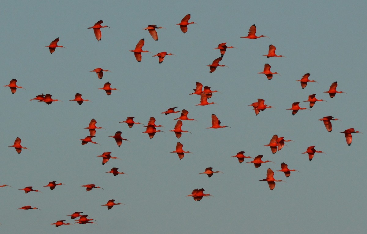 Ibis Escarlata - ML131041451