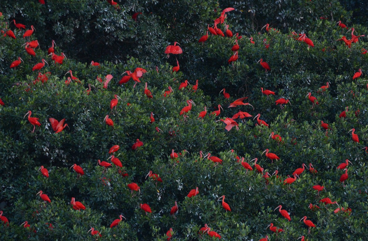 Scarlet Ibis - ML131041531