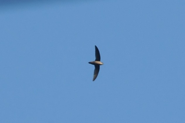 Gray-rumped Swift - ML131041691