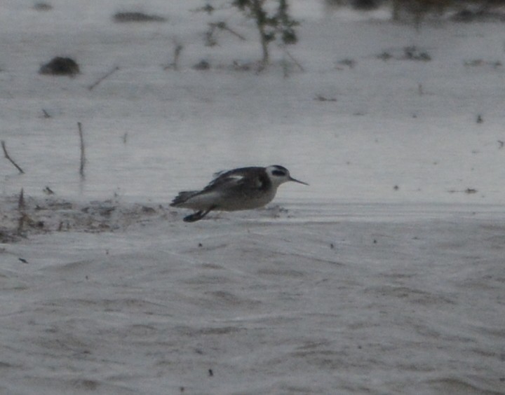 Red-necked Phalarope - ML131041701