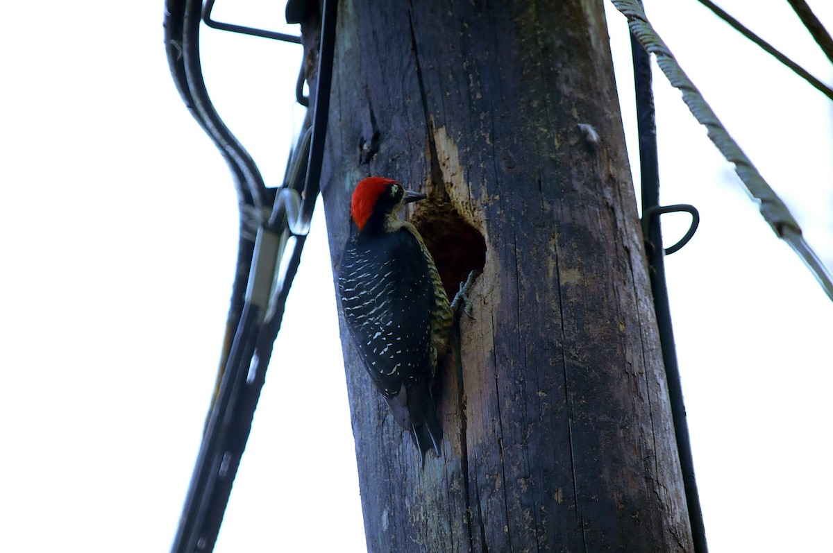 Black-cheeked Woodpecker - ML131042371