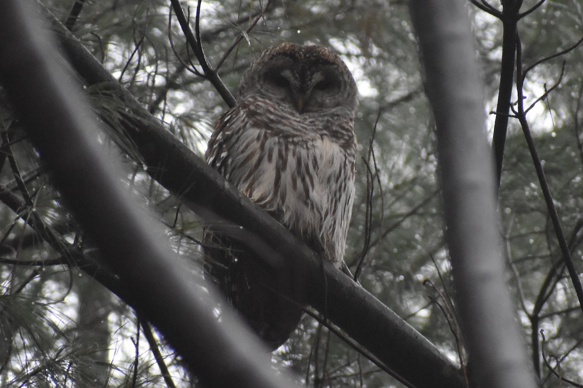 Barred Owl - ML131042961