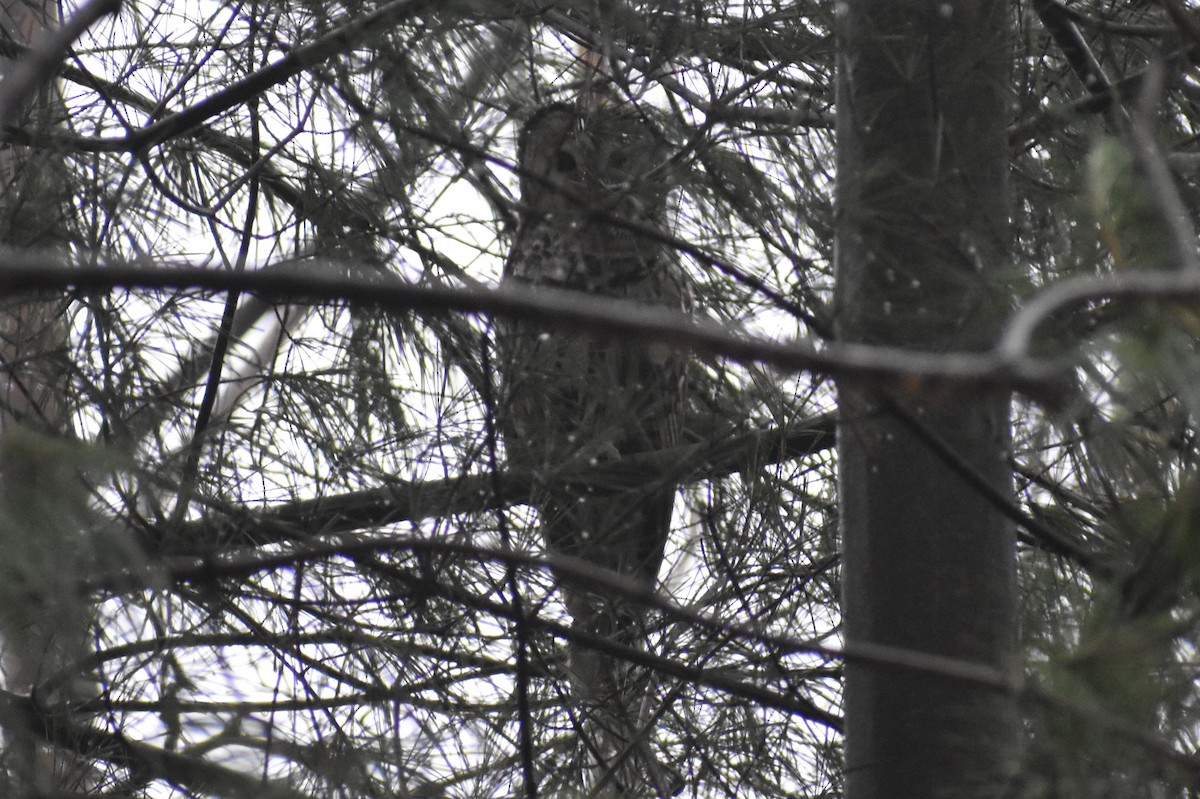 Barred Owl - ML131042971